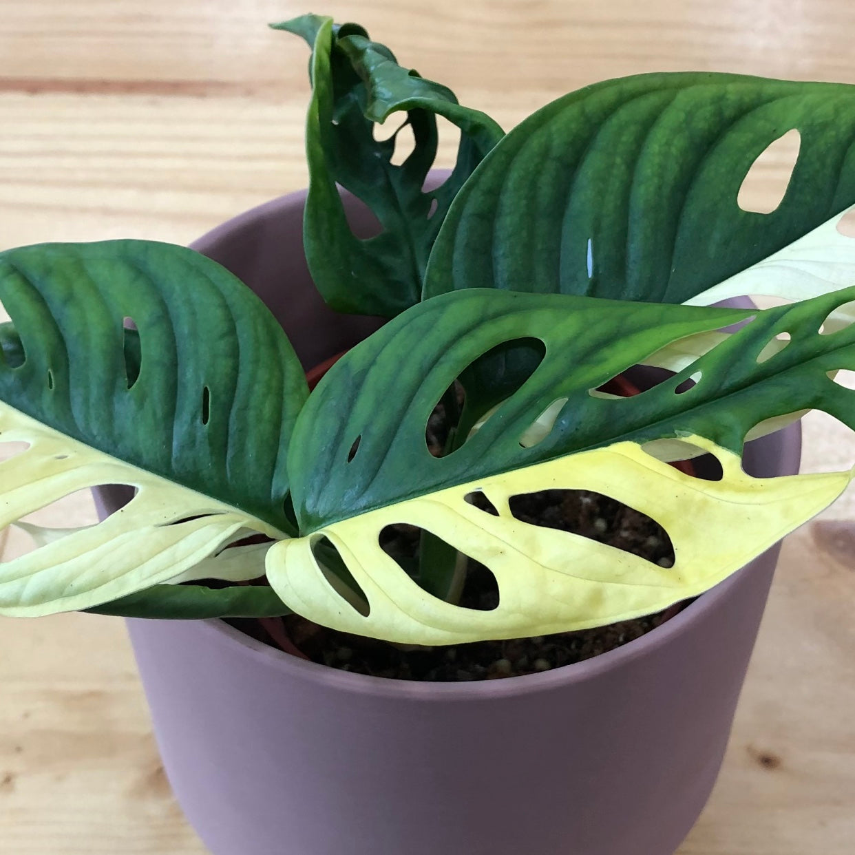 Monstera Adansonii Variegated