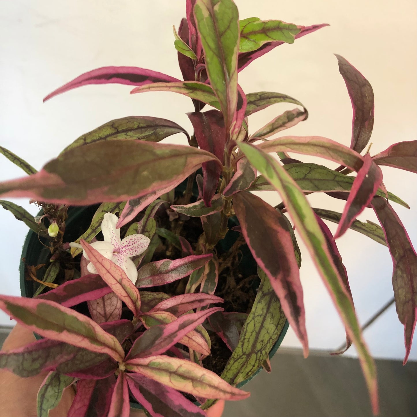 Pseuderanthemum, "Stainless Steel"
