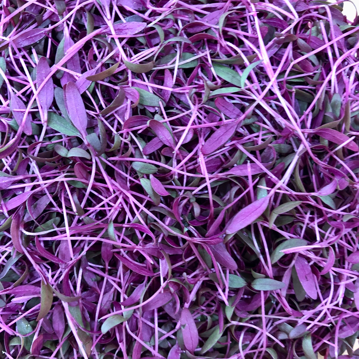 Microgreens