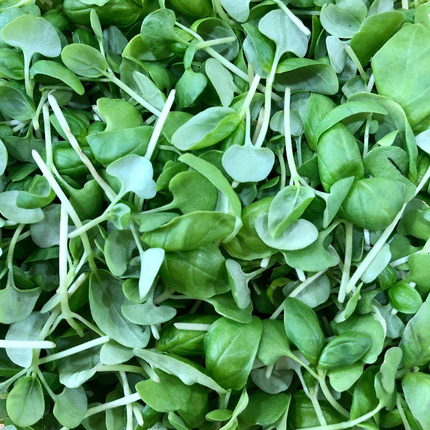 Microgreens