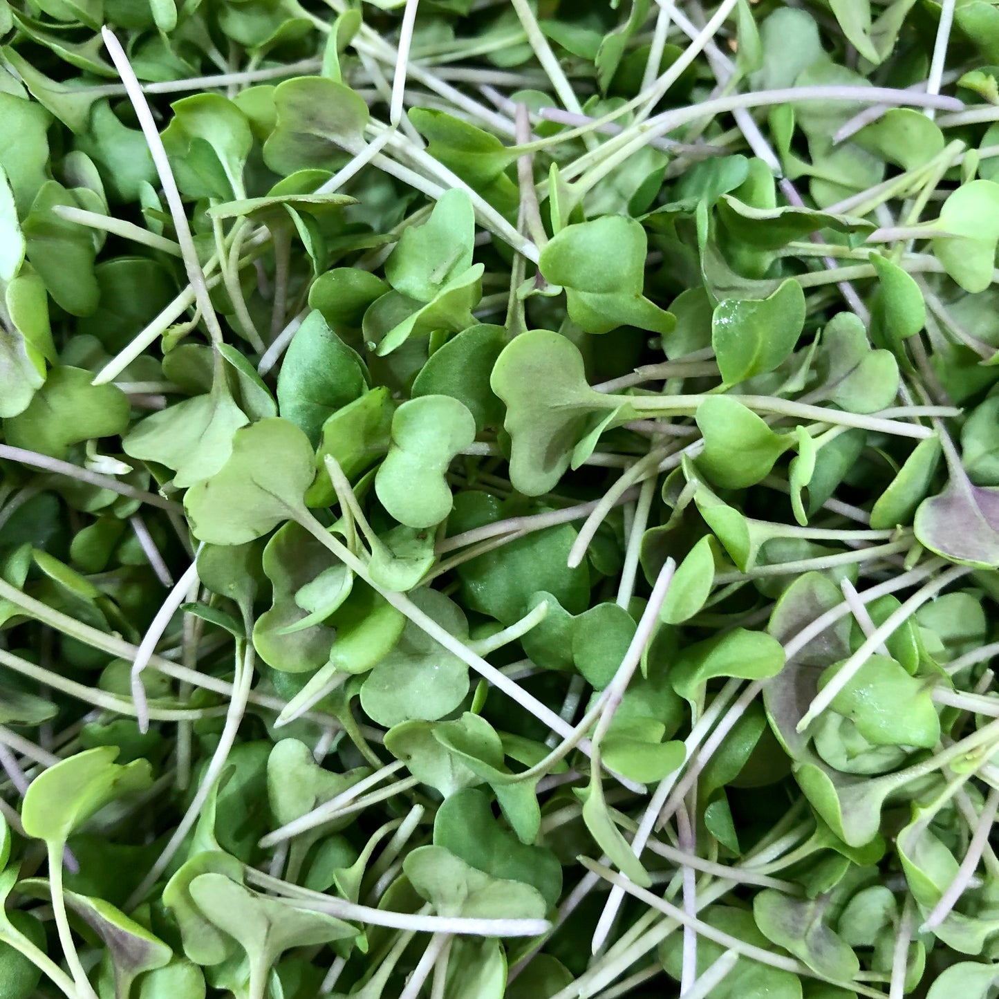 Microgreens