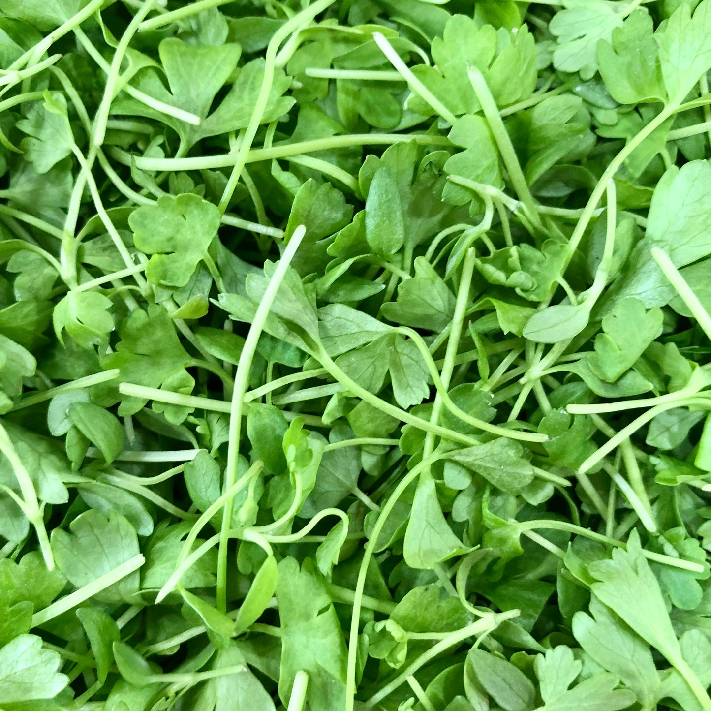 Microgreens