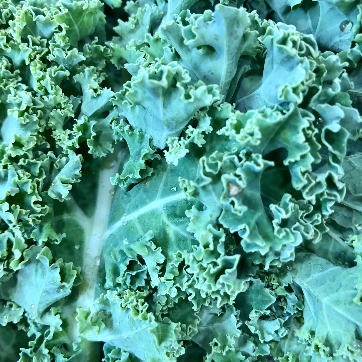 Kale