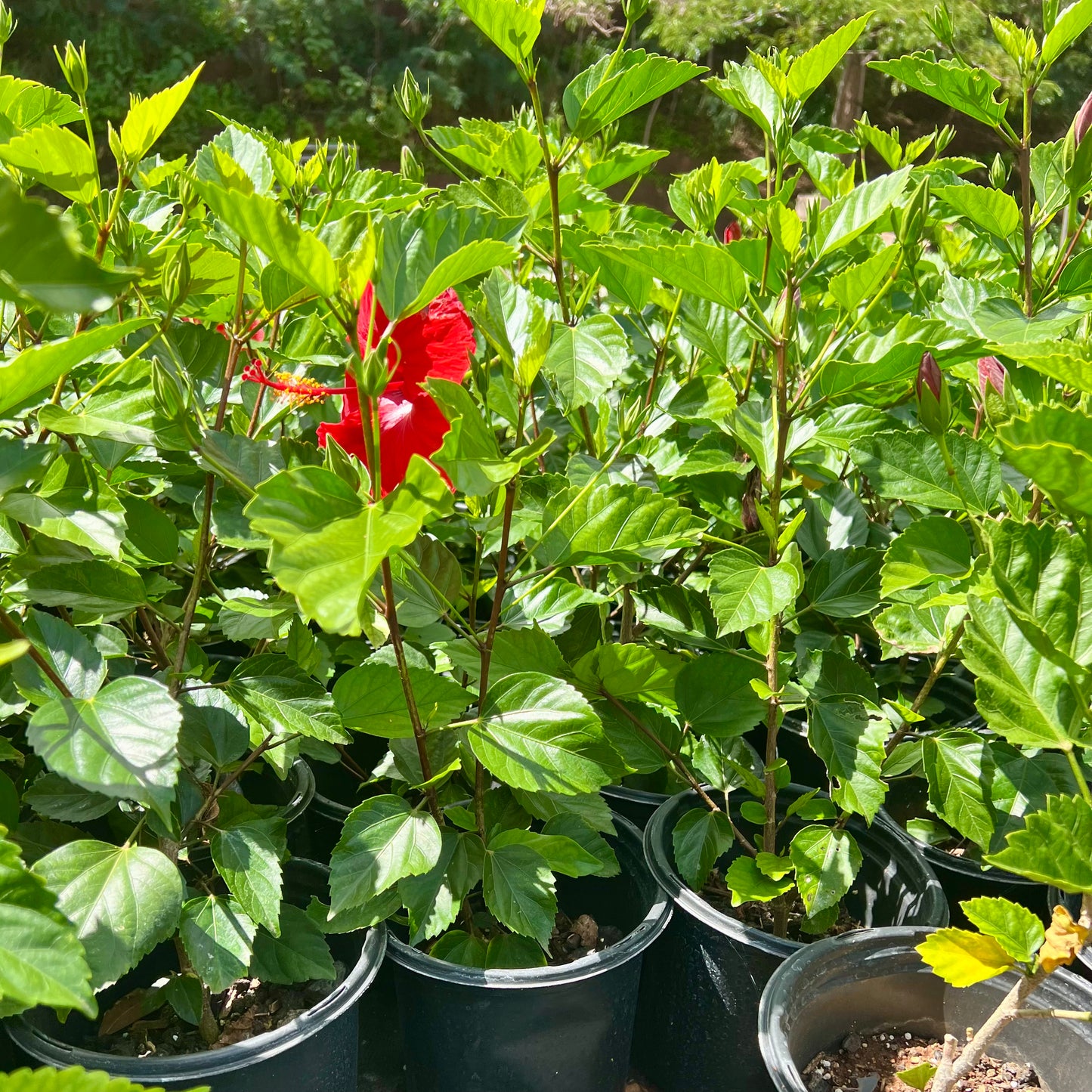 Hibiscus, "Brilliant Red"