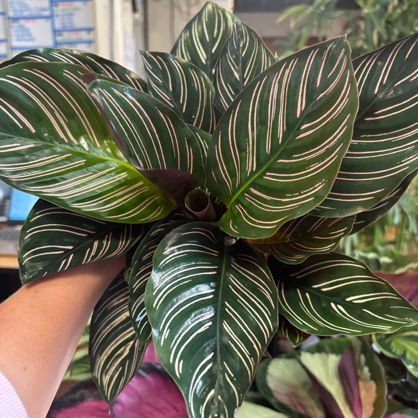 Calathea ornata, "Pinstripe"