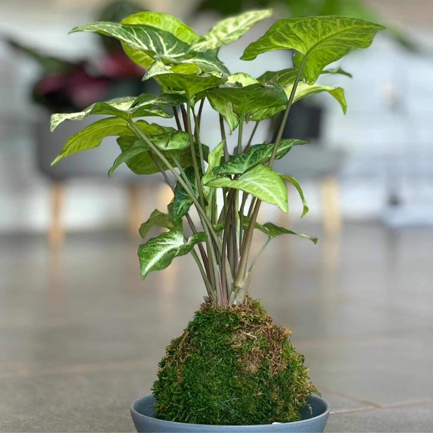 Kokedama (Japanese Moss Ball) with Assorted Houseplant