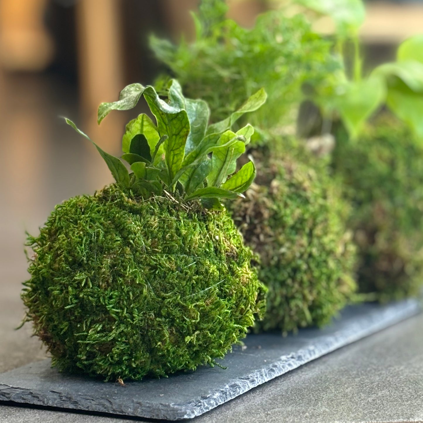 Kokedama (Japanese Moss Ball) with Assorted Houseplant