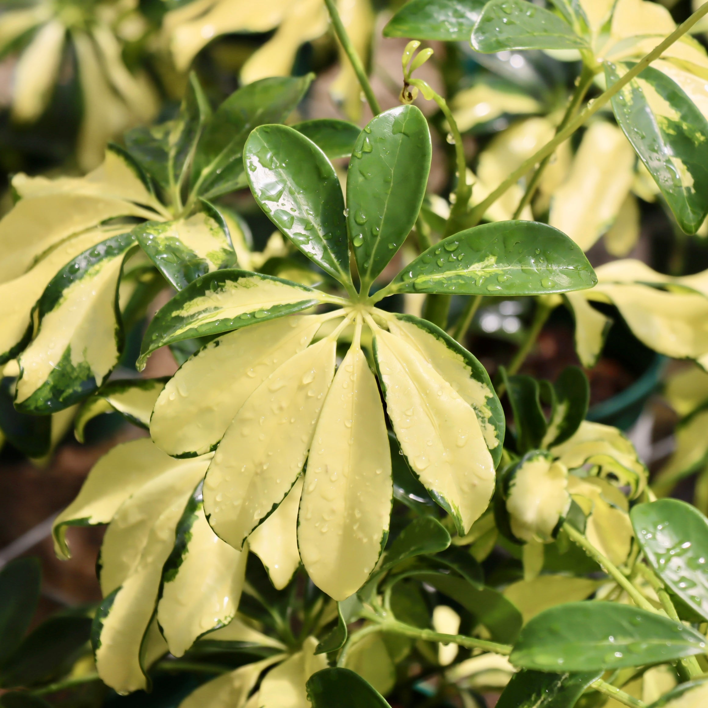 Schefflera arboricola 'Trinette' (Variegated Dwarf Umbrella Tree