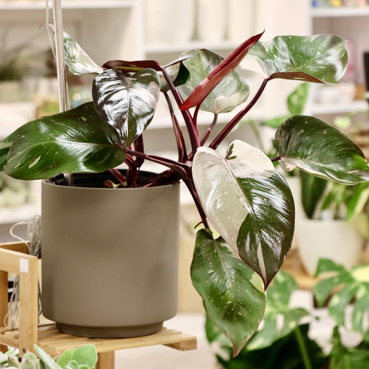 Philodendron "Red Anderson"