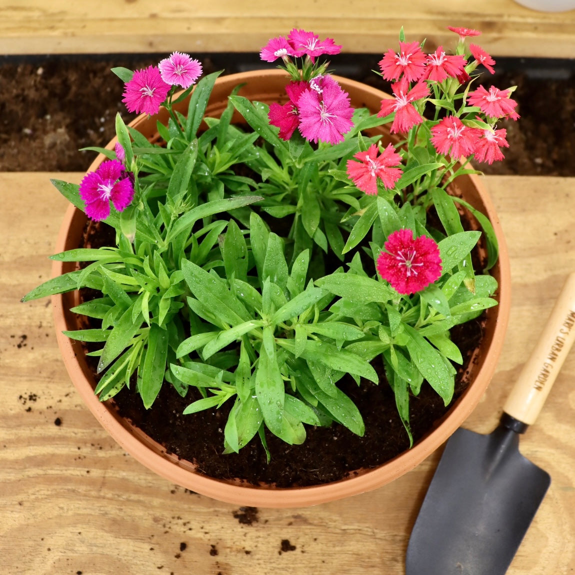 Edible Flower Garden Workshop
