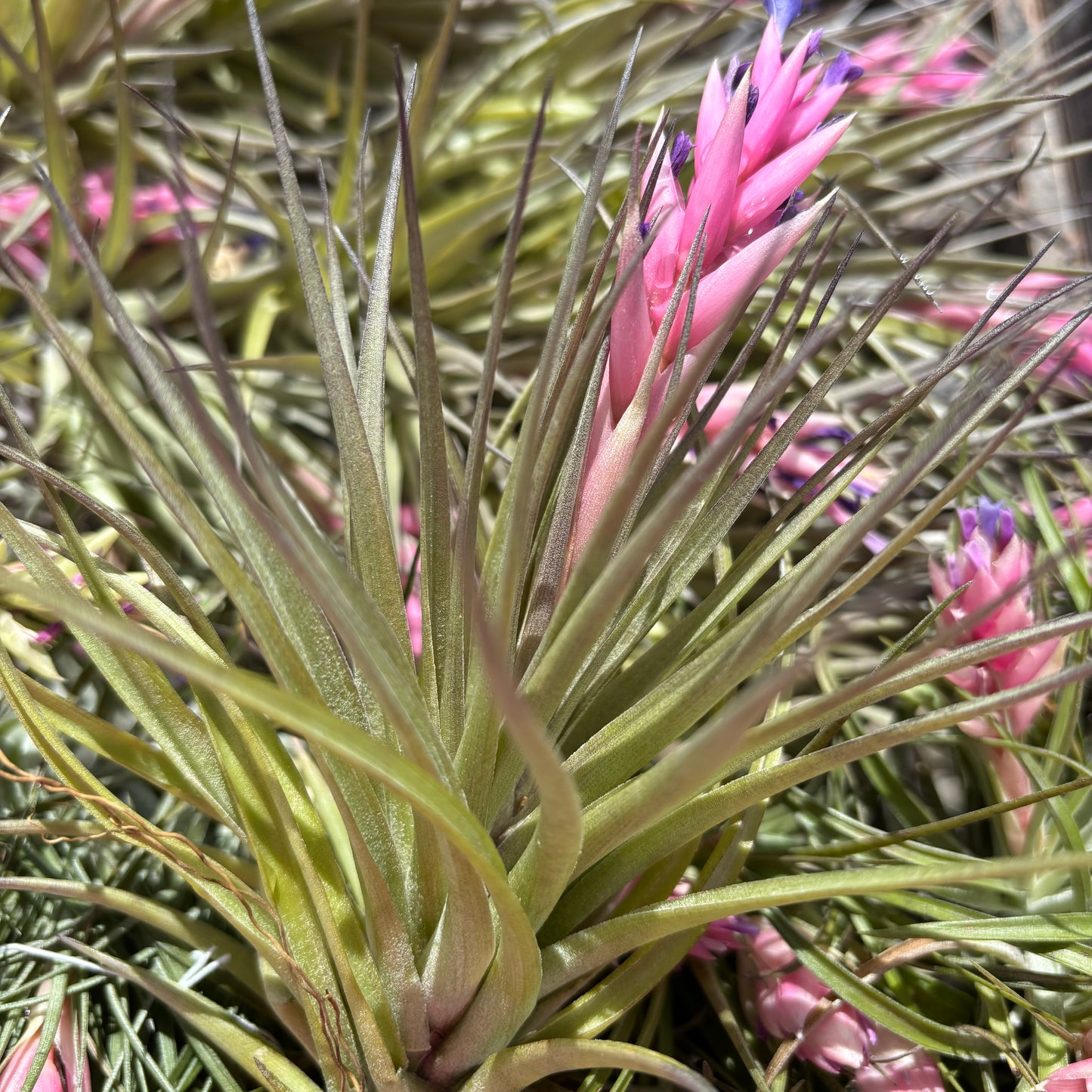 Tillandsia, "Stricta"