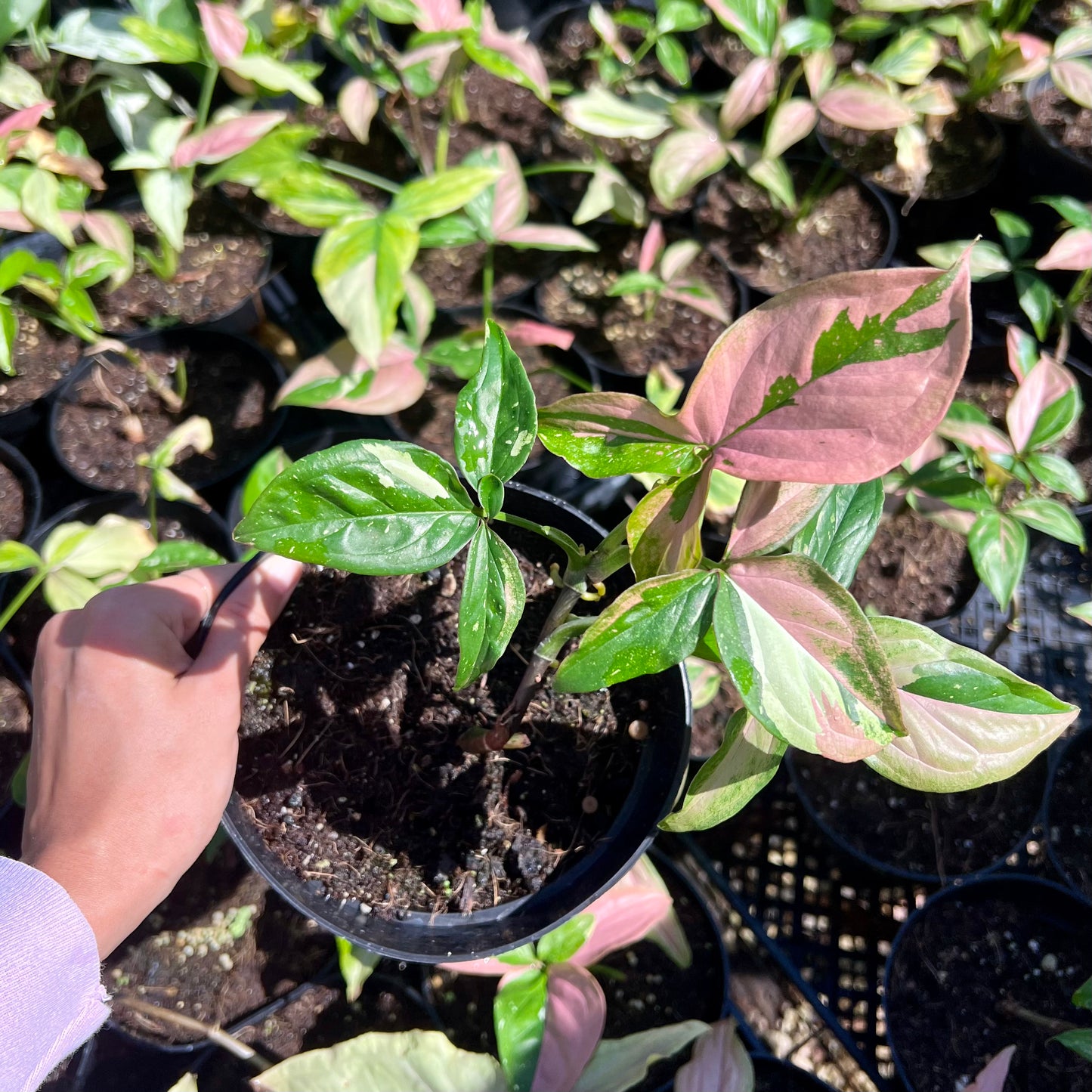 Syngonium, "Red Spot, Tricolor"