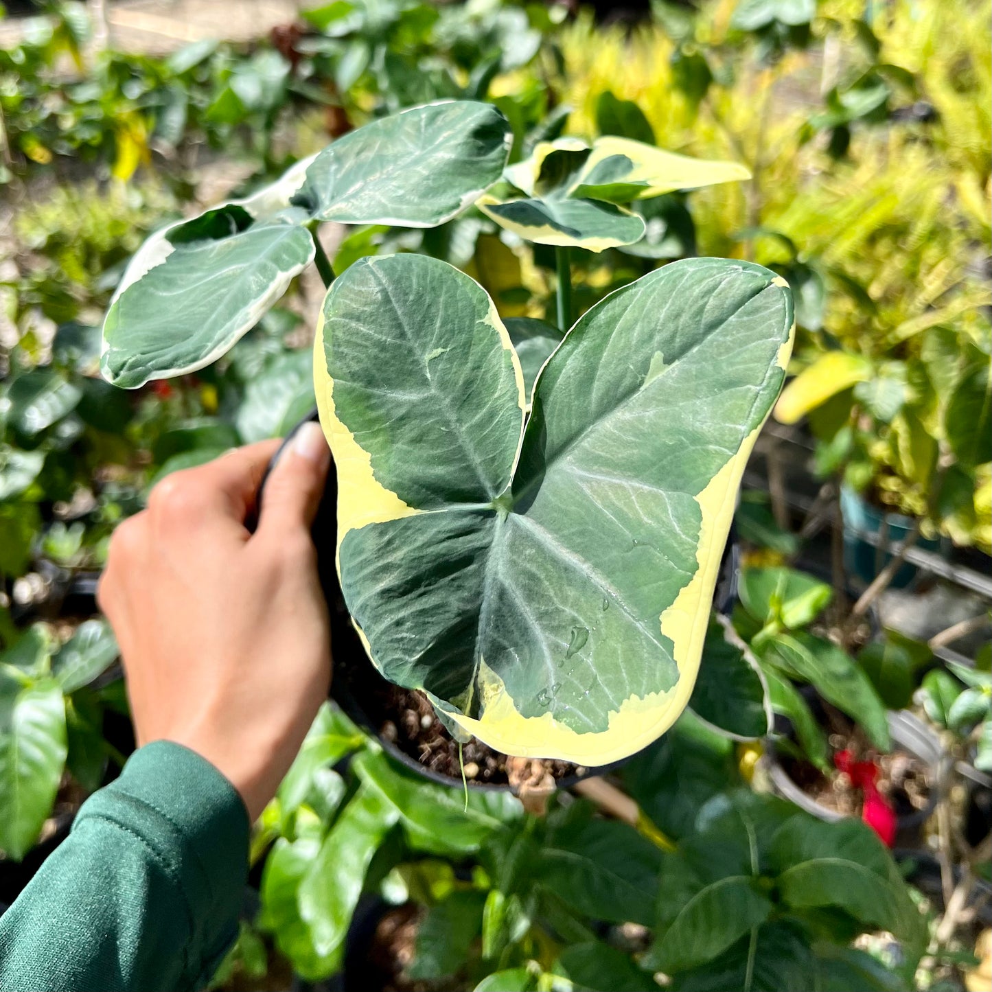 Alocasia xanthosoma, variegata, "Mickey Mouse"