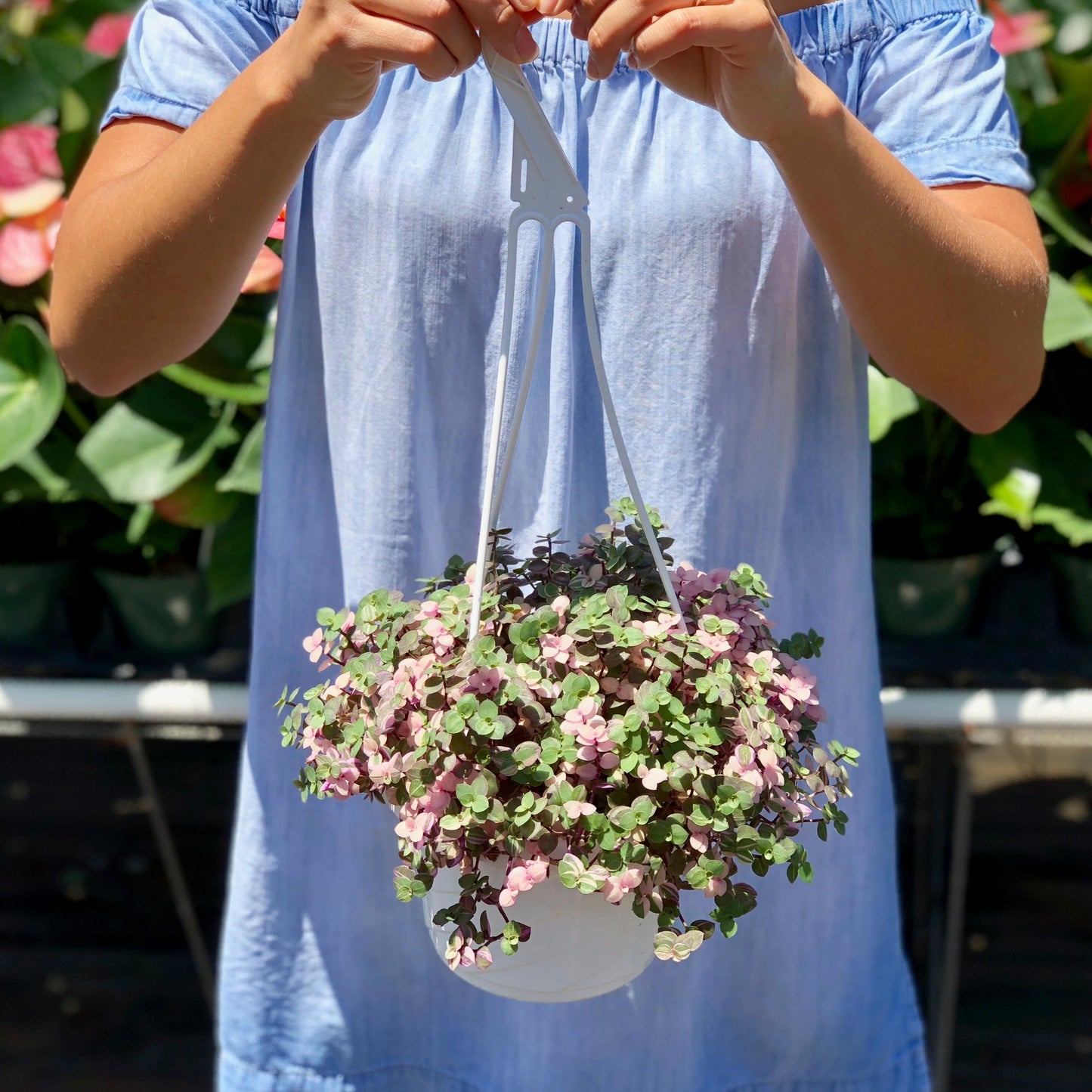 Callisia repens, "Pink Lady"
