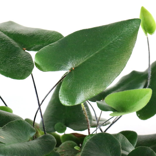 Hemionitisari folia, "Heart Leaf Fern"