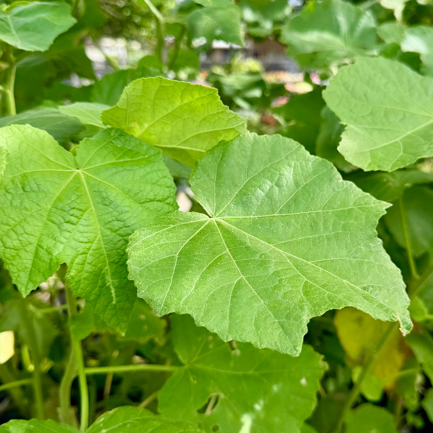 Hibiscus furcellatus, Akiohala