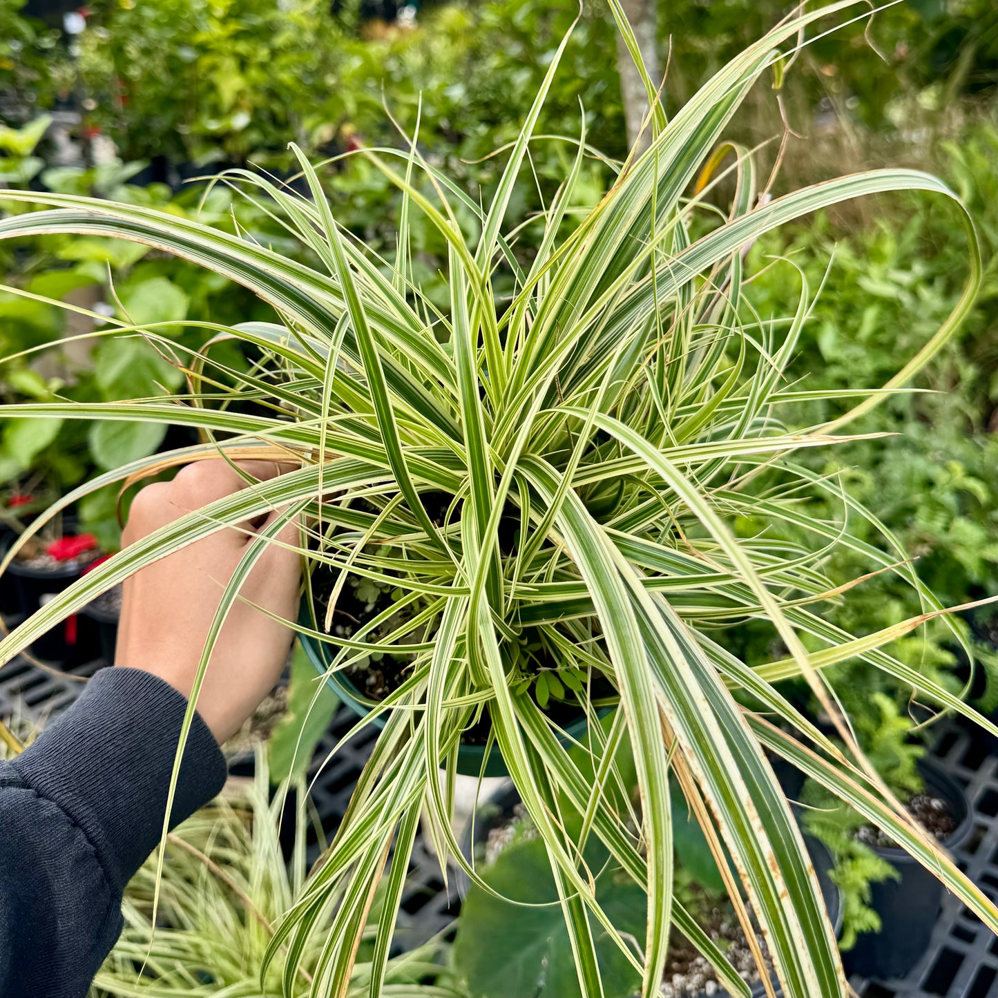 Carex morrowii 'Carex'