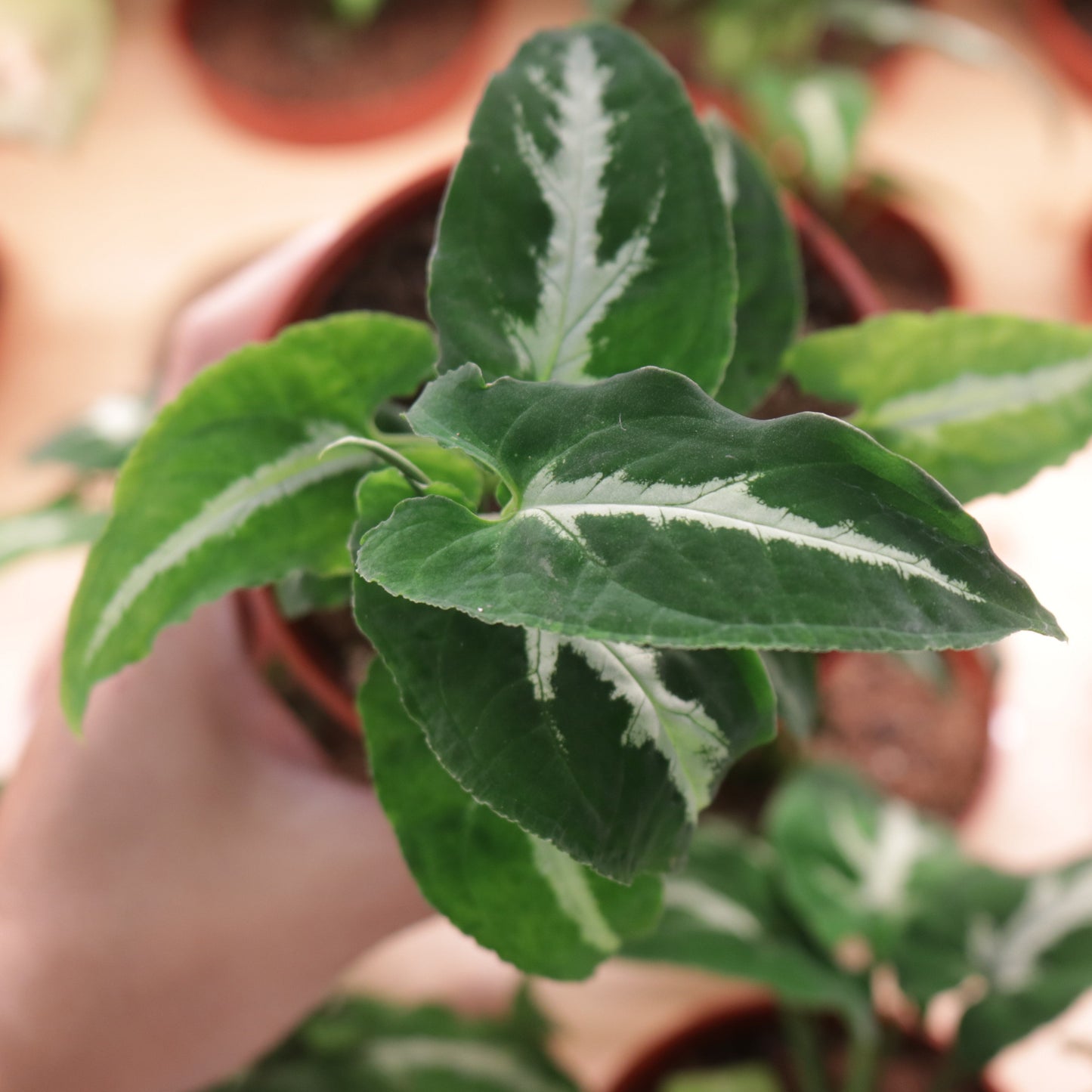 Syngonium Wendlandii 'Silver Goose'