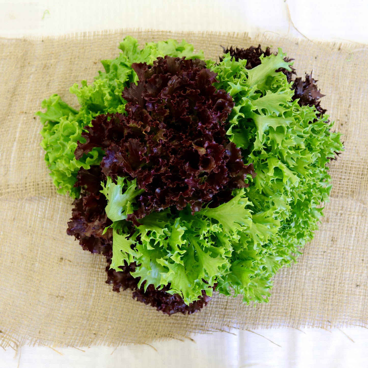 Lettuce