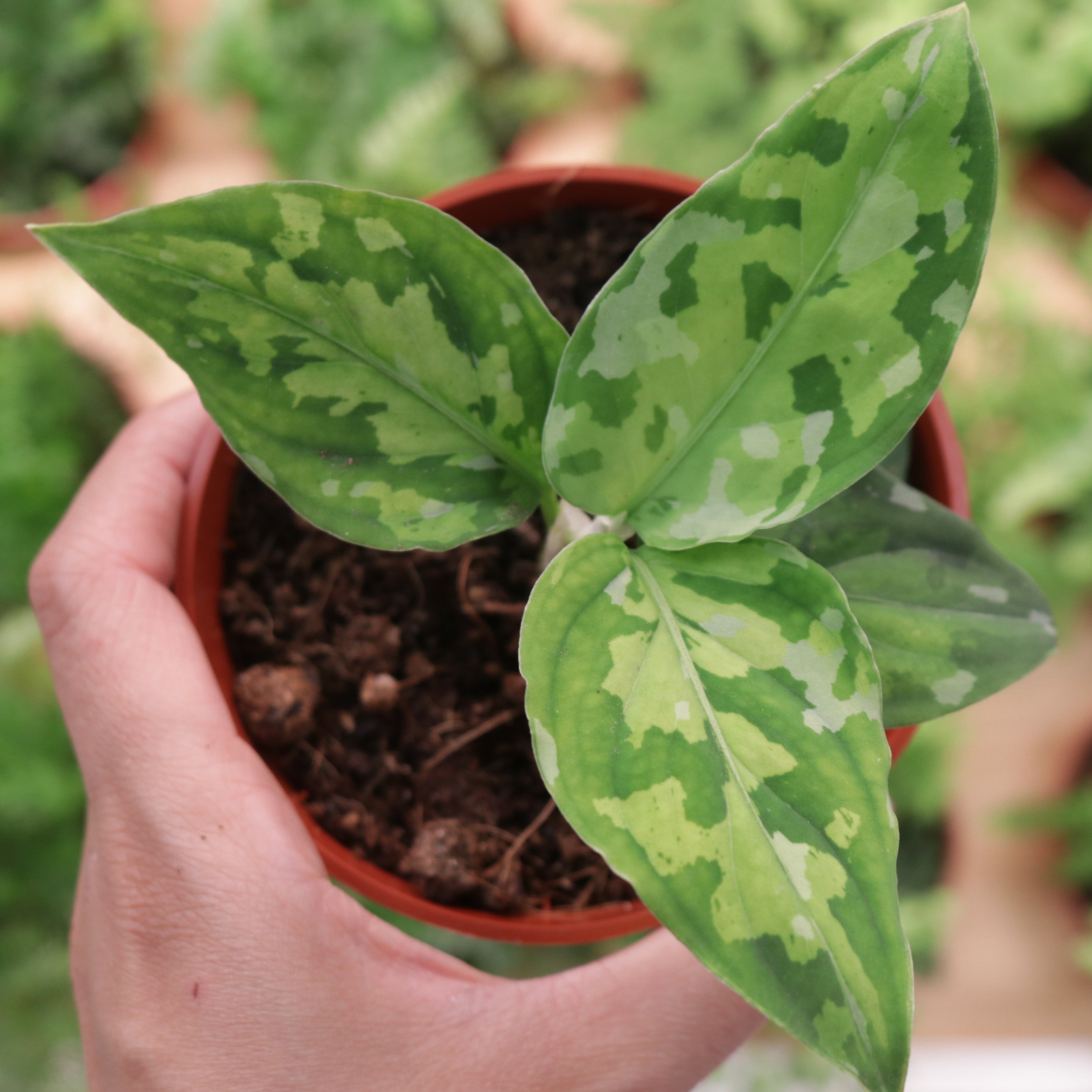 aglaonema pictum tricolor plant Aglaonema 'Pictum' Tricolor (Pot Size 6cm) Chinese evergreen