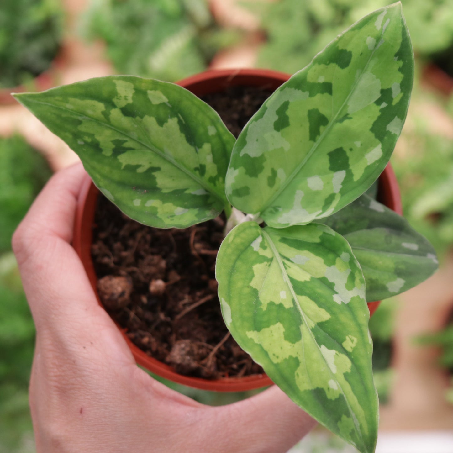 Aglaonema, "Pictum Tricolor"