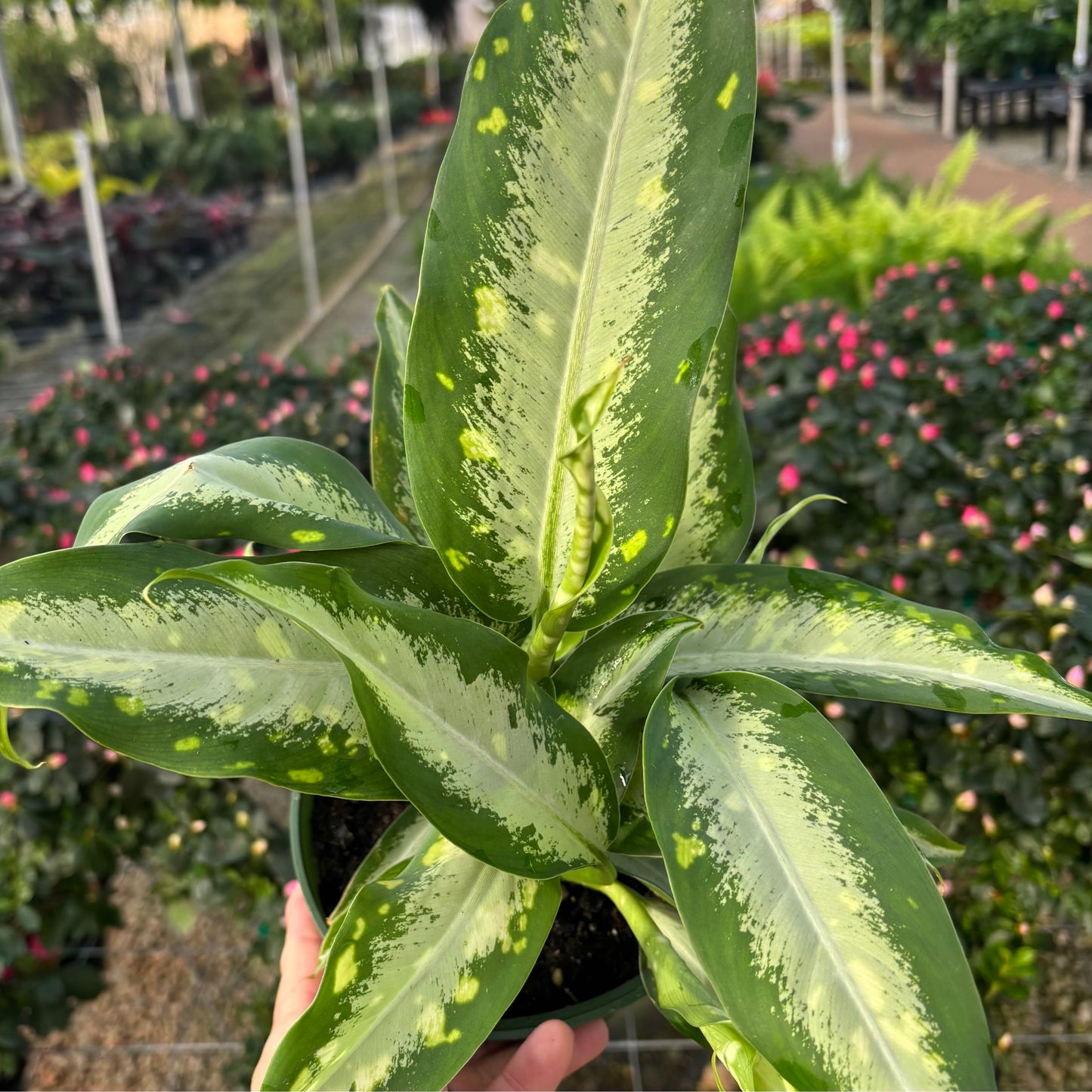 Dieffenbachia, "Panther"