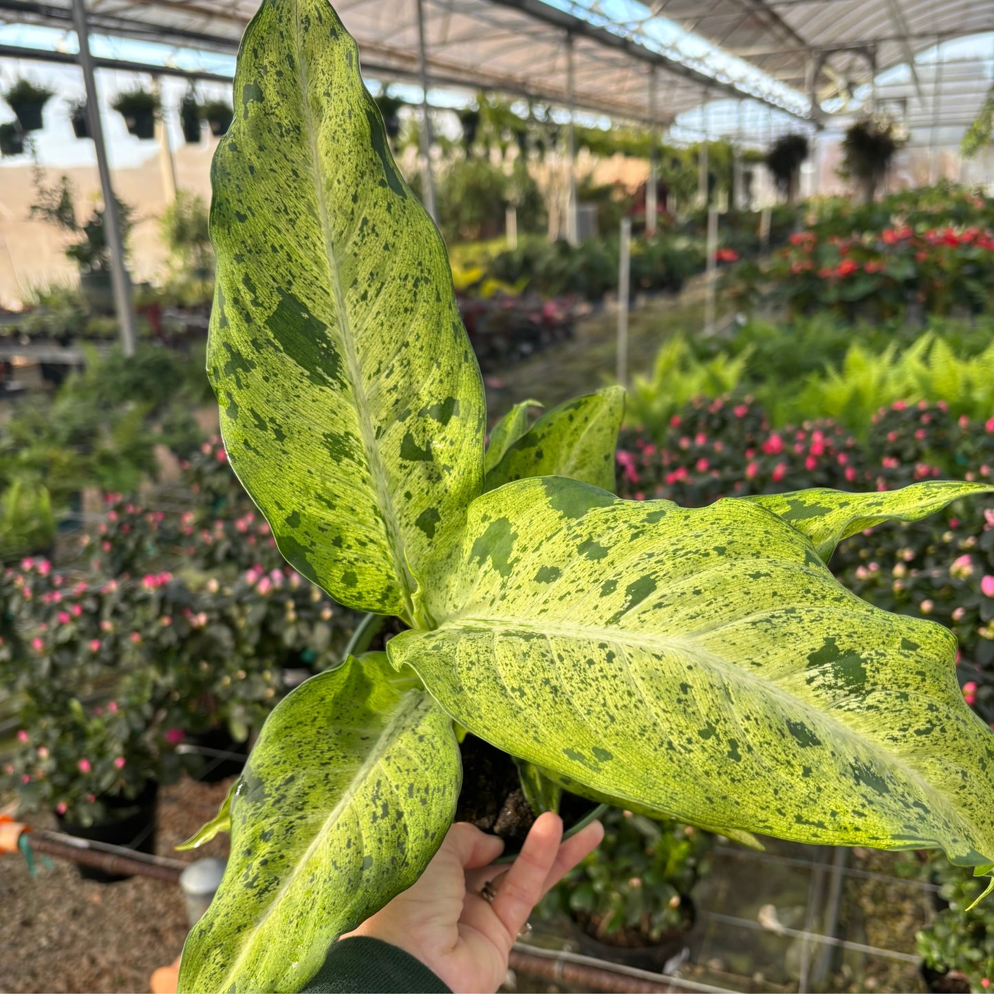 Dieffenbachia, "Camouflauge"