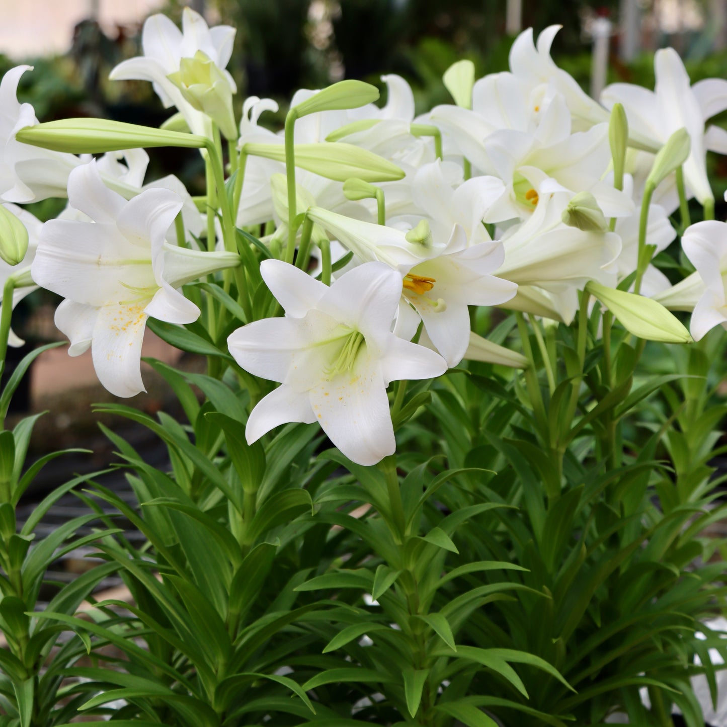Easter Lily