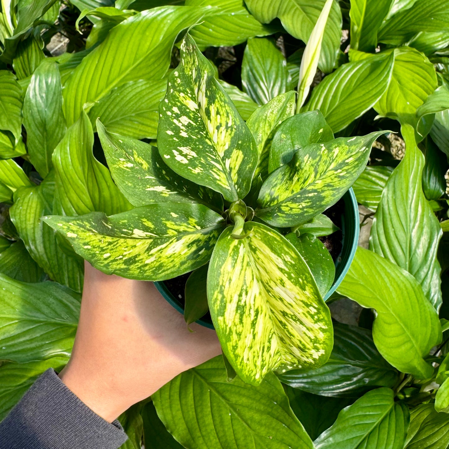 Dieffenbachia 'Vesuvius'