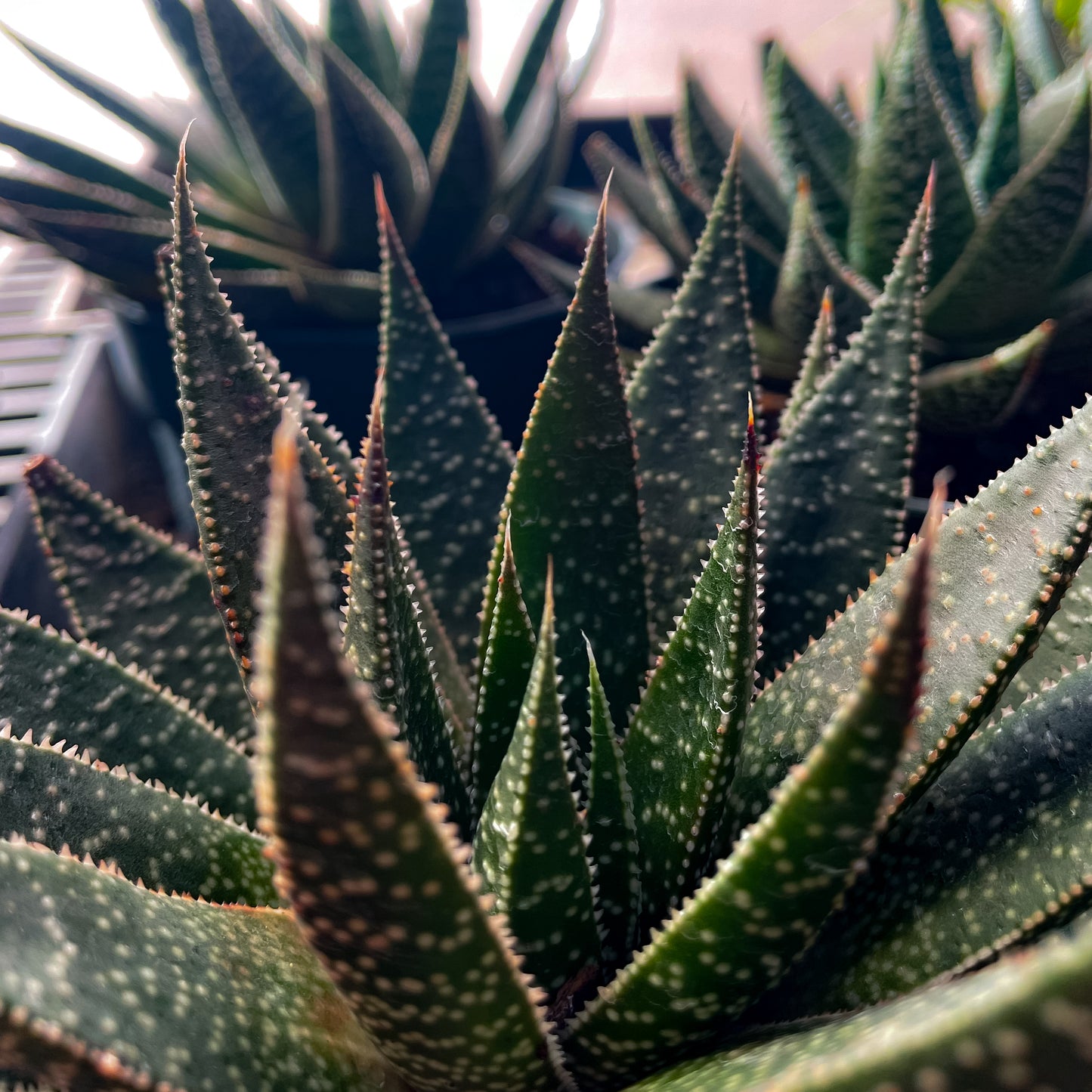 Aloe, "Twilight"