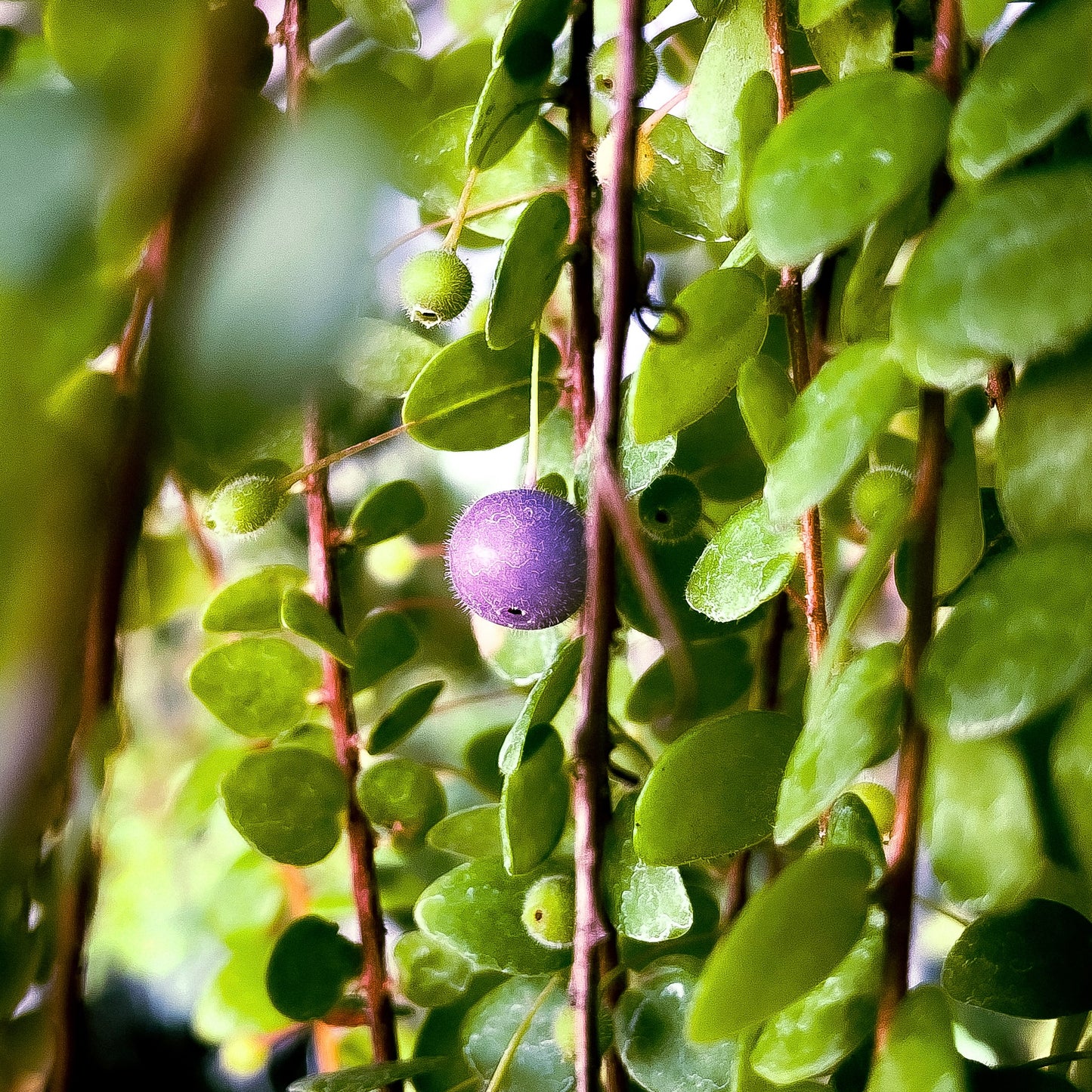 Sphyrospermum buxifolia, Trailing Blueberry