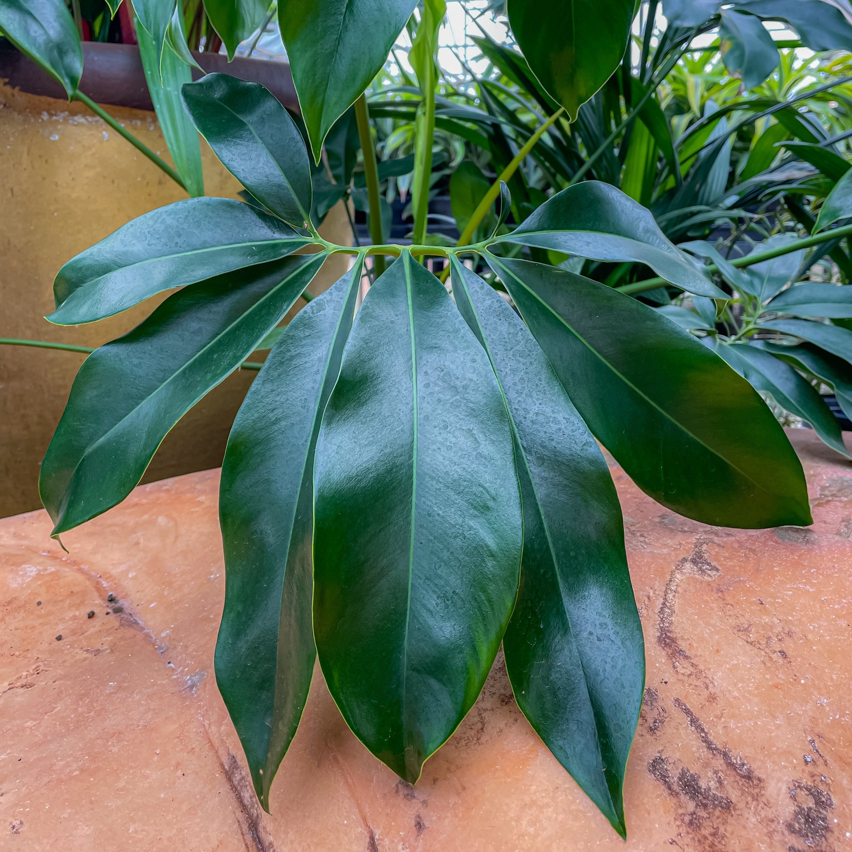 philodendron goeldii common name Philodendron goeldii – Mari's Gardens