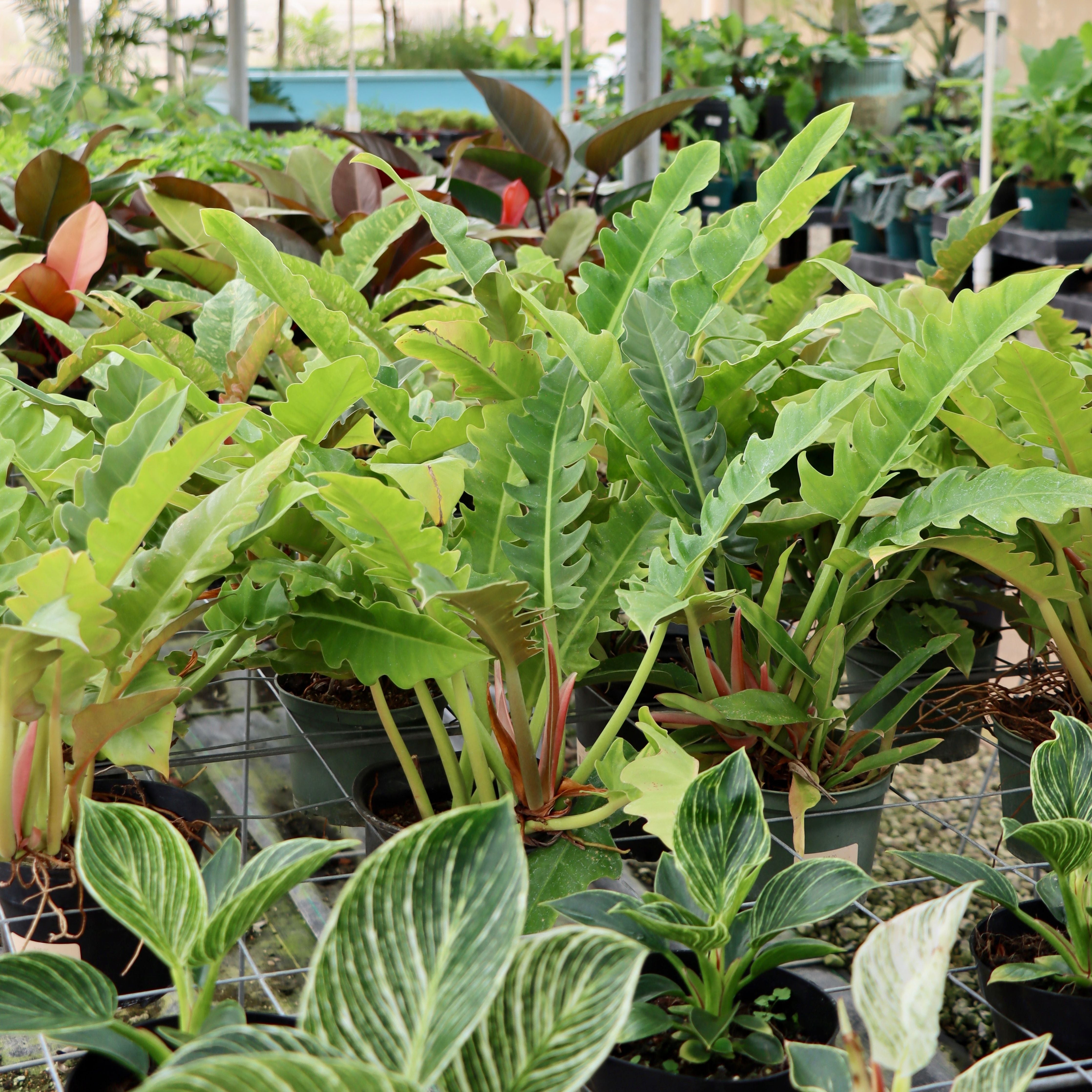 jungle boogie philodendron for sale Philodendron selloum (Narrow or Jungle Boogie) – Mari's Gardens