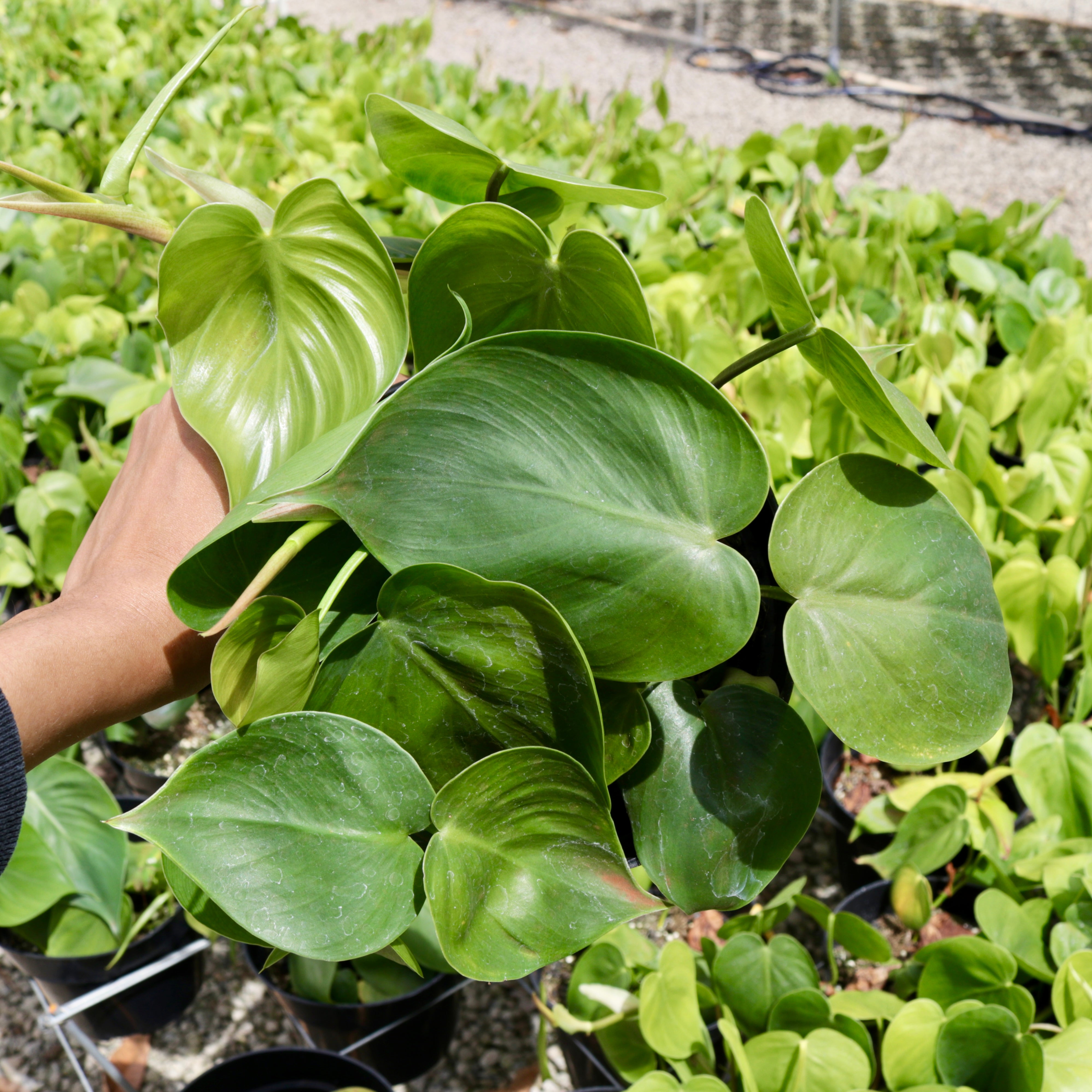 philodendron green heart leaf Philodendron hederaceum 'Green Heart Leaf' – Mari's Gardens