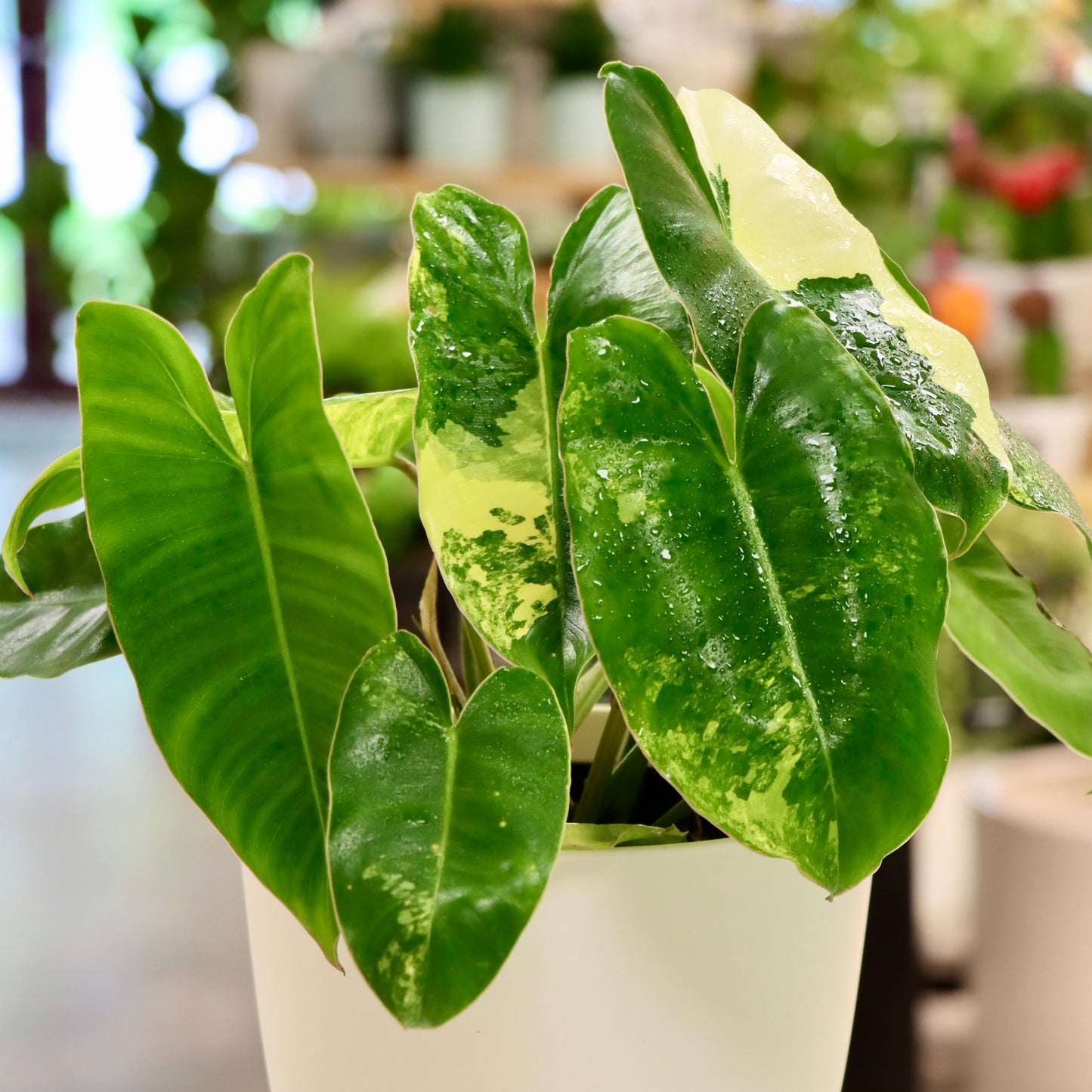 Philodendron burle-marxii, variegata, "Burle-Marx"