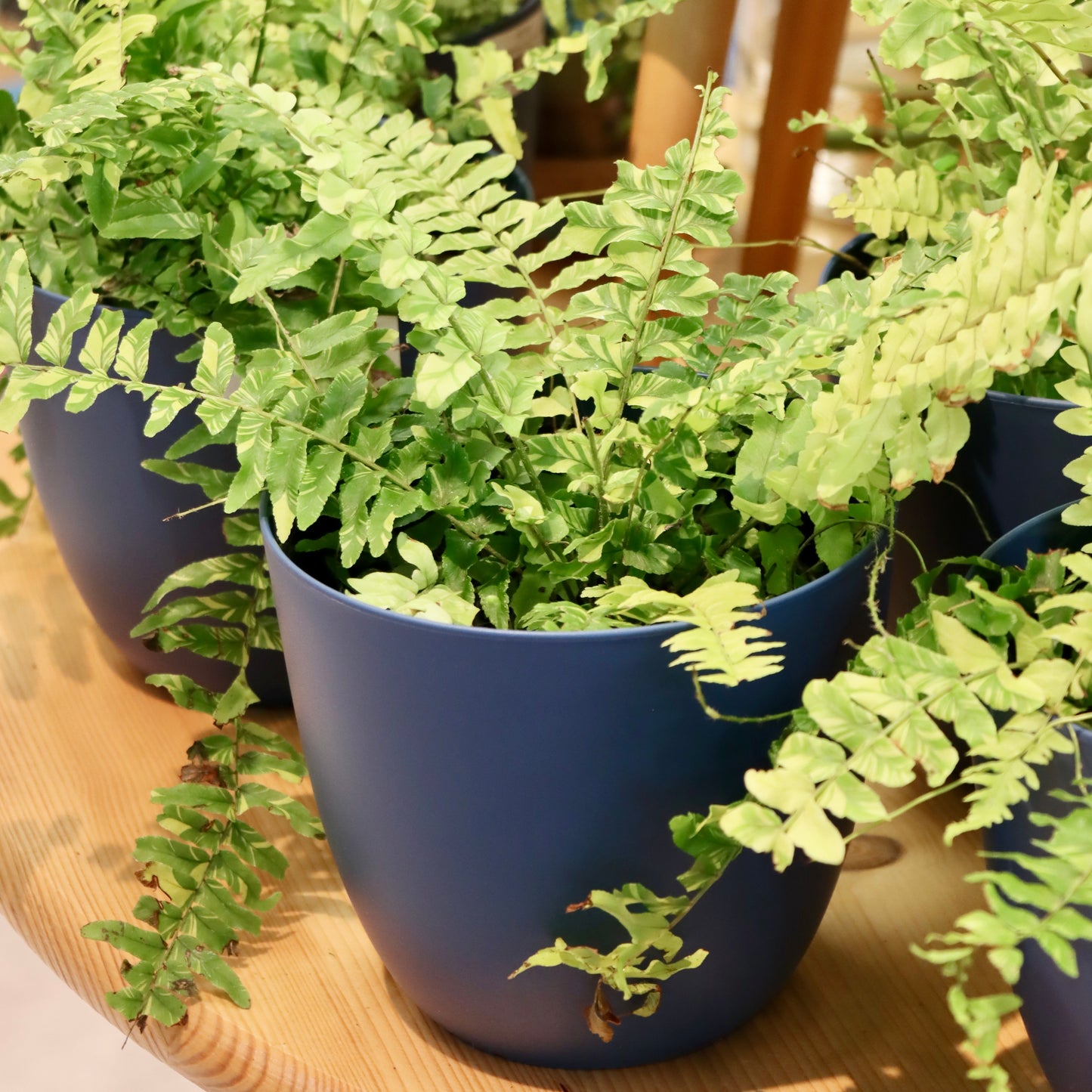 Nephrolepsis exaltata var "Tiger Fern"