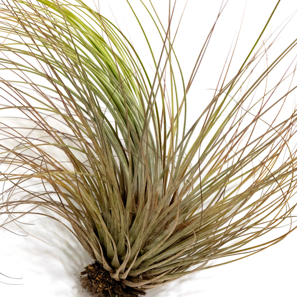Tillandsia, "Juncea"