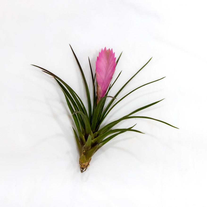 pink air plant Tillandsia cyanea, Sandy "Pink Quil" – Mari's Gardens