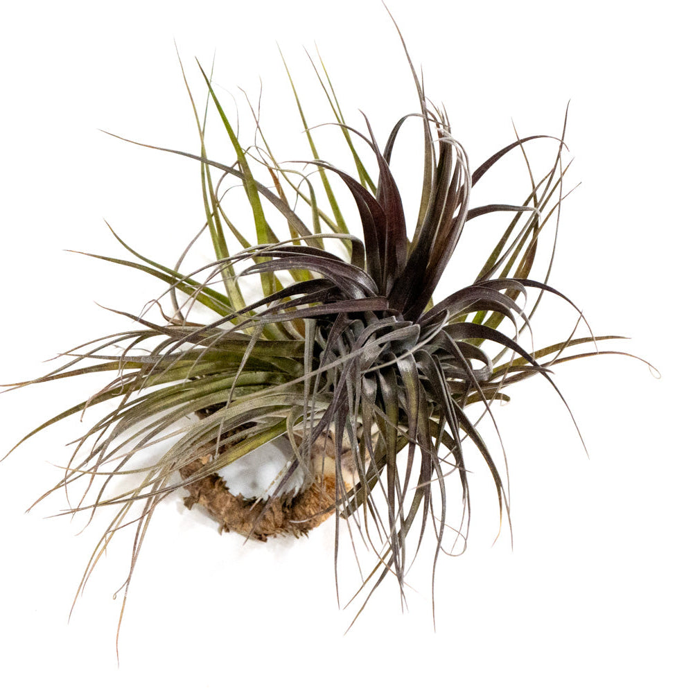 Tillandsia Aeranthos Marginata 速達発送 Tillandsia aeranthos – Mari's Gardens
