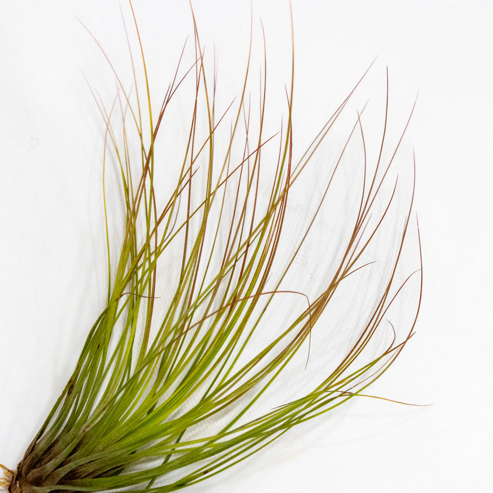 Tillandsia, "Juncifolia"