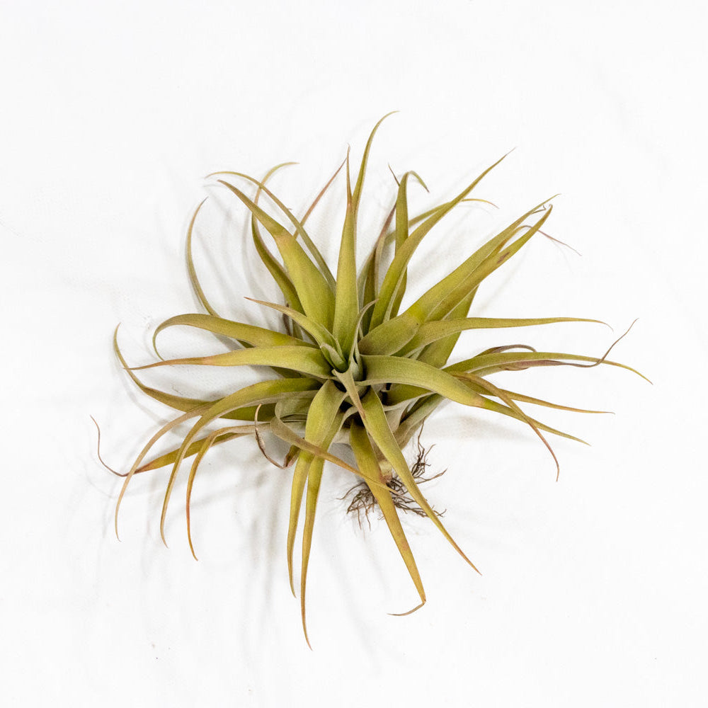 capitata air plant Tillandsia capitata