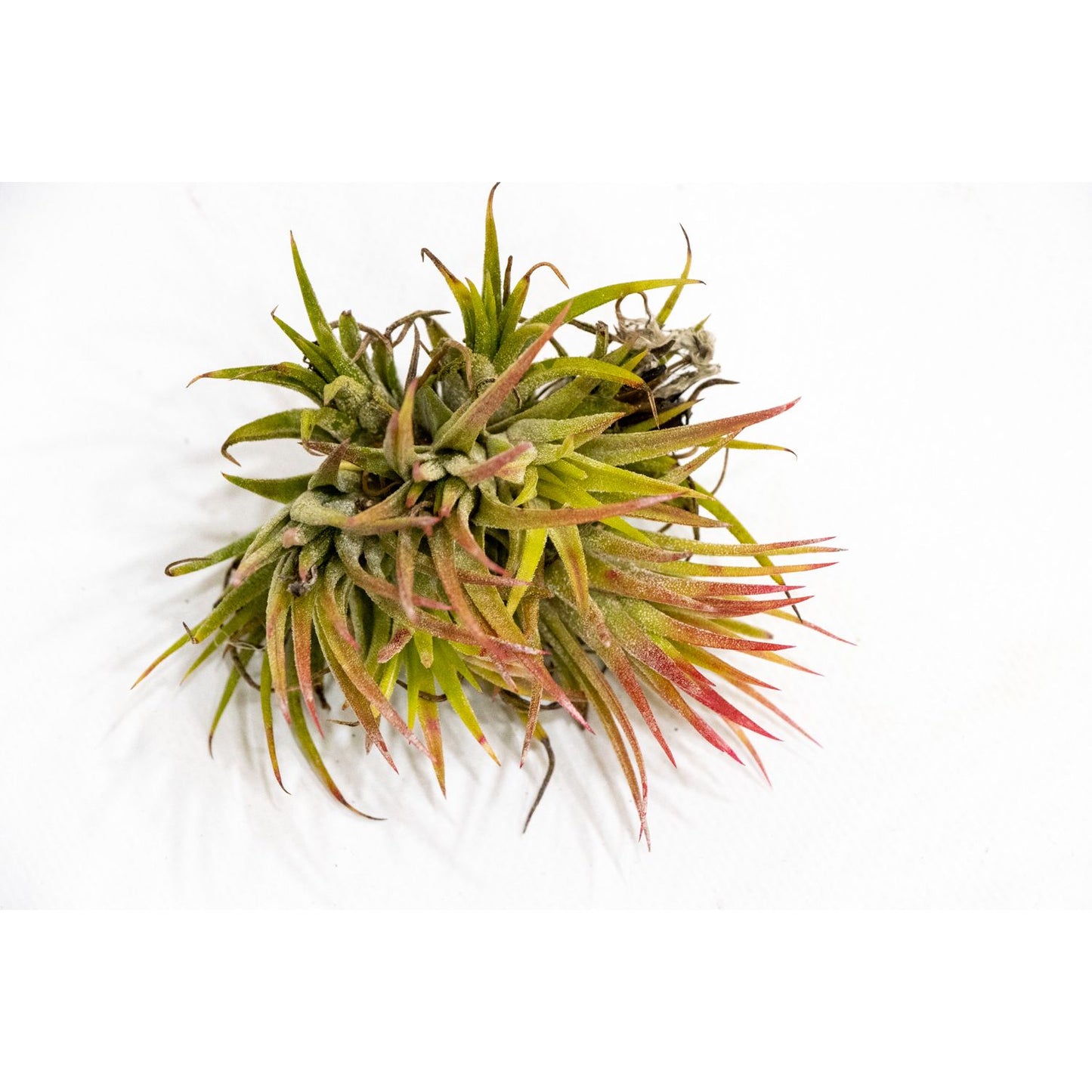 Tillandsia ionantha