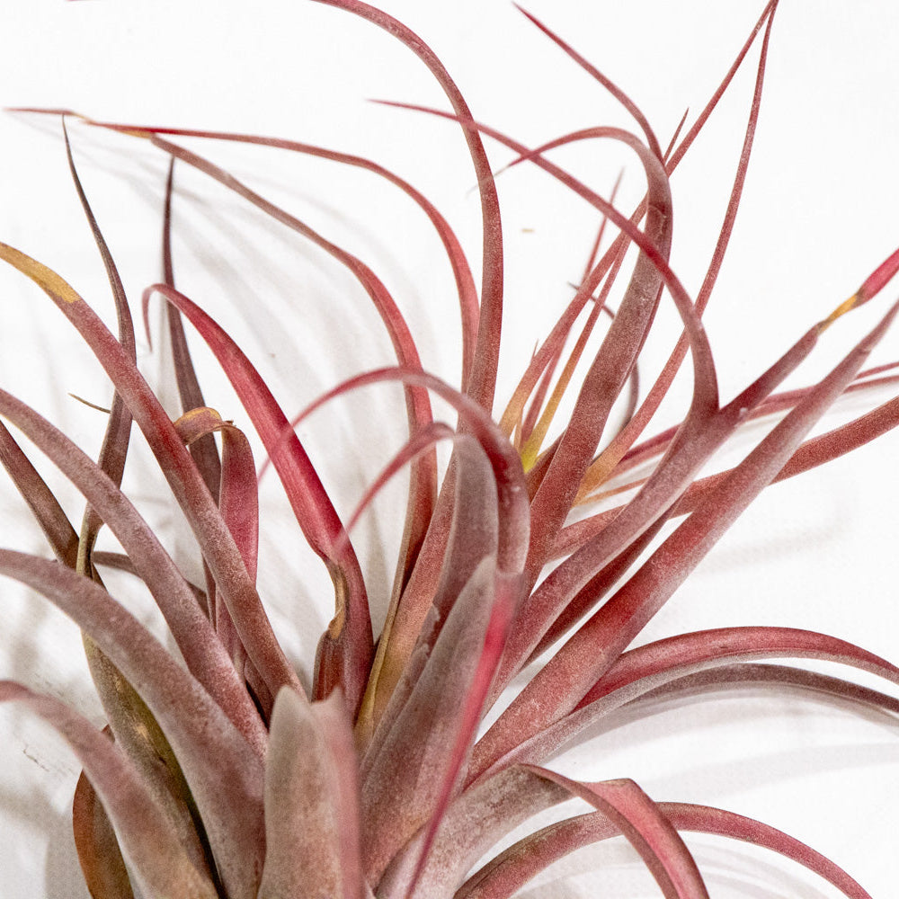 Tillandsia, "Flabelatta"