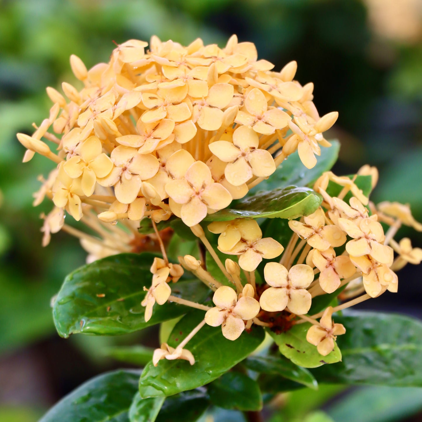 Ixora coccinea, 'Sunset'