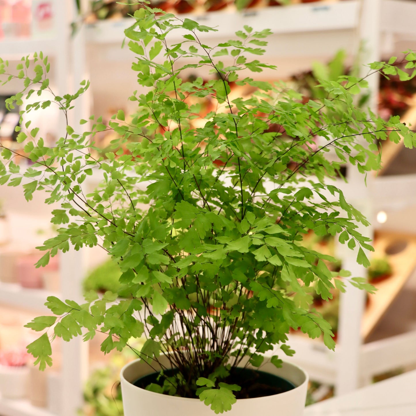 Adiantum pedatum, "Maidenhair Fern"