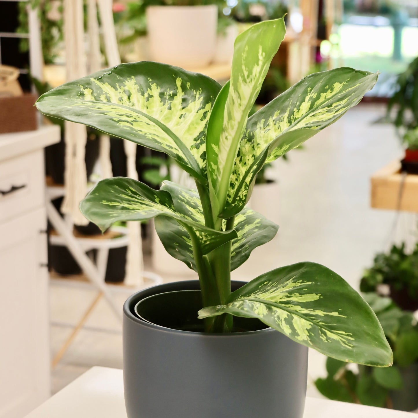 Dieffenbachia, "Tropic Snow"