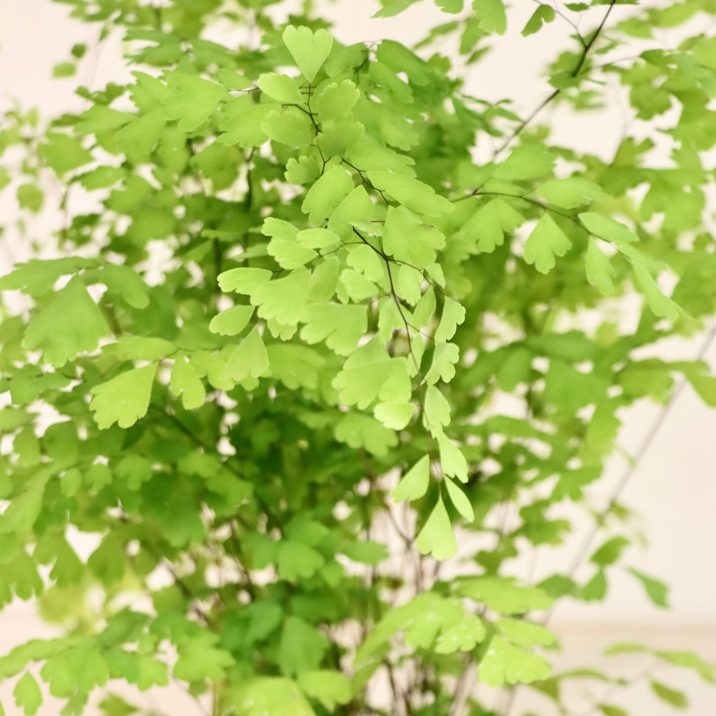 Adiantum pedatum, "Maidenhair Fern"