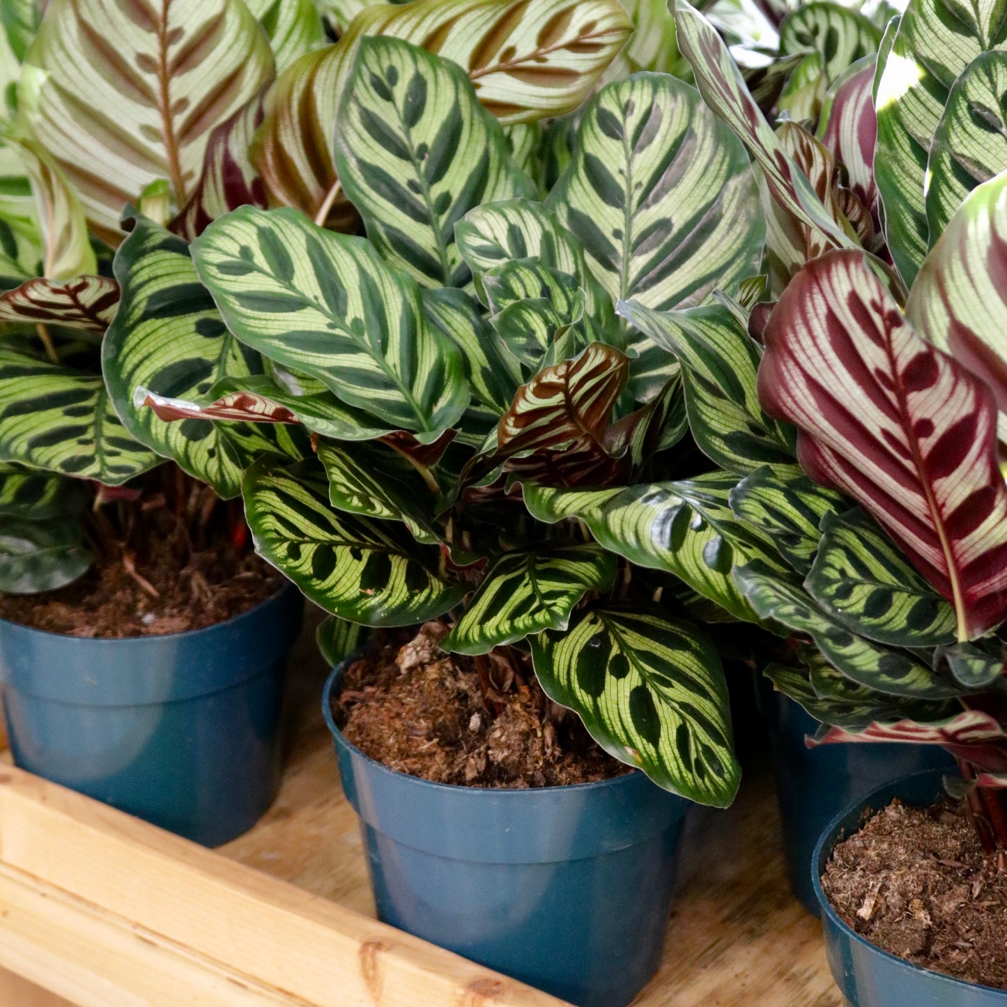 Calathea makoyana, "Cathedral Windows"
