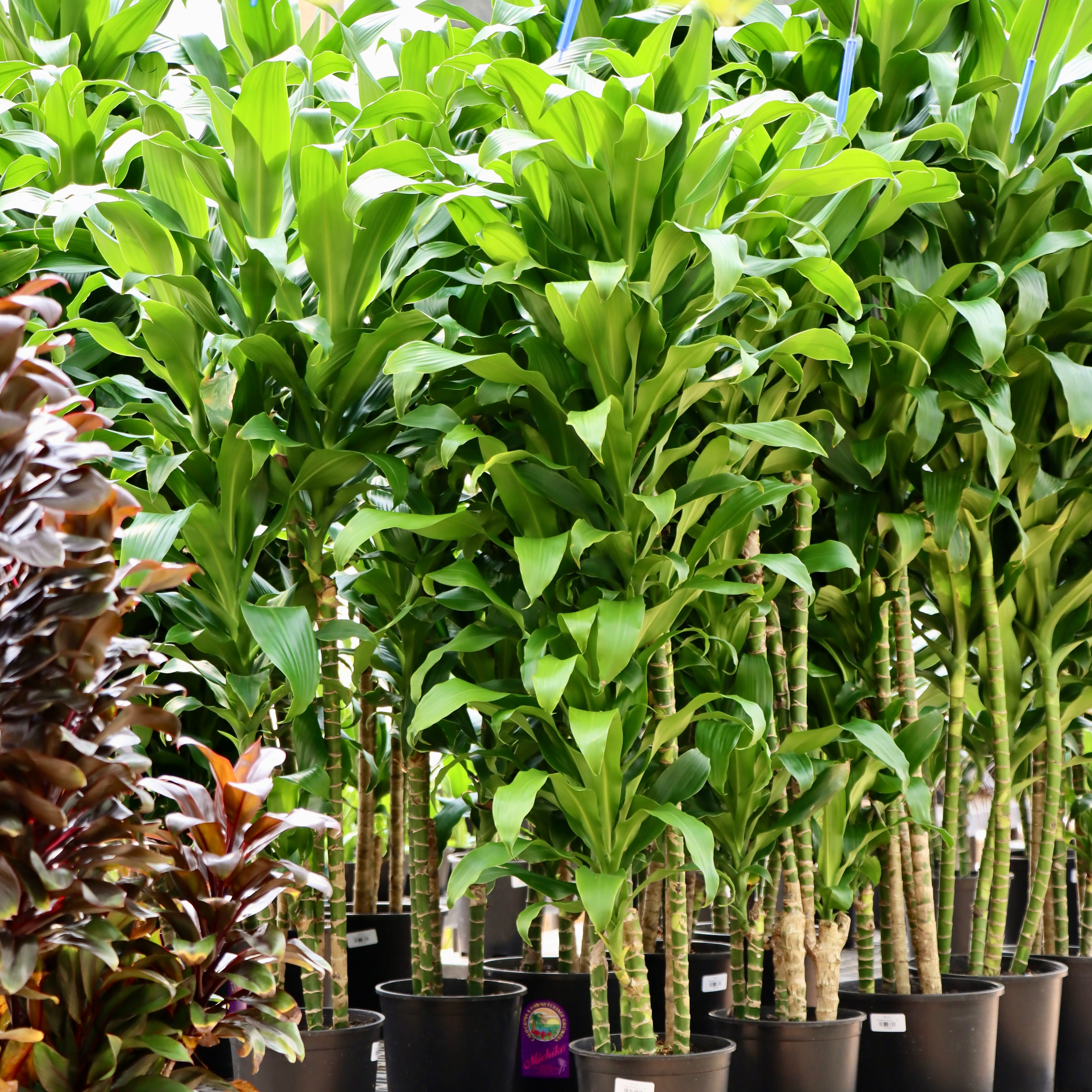 dracaena fragrans near me Dracaena fragrans 'Michiko' – Mari's Gardens