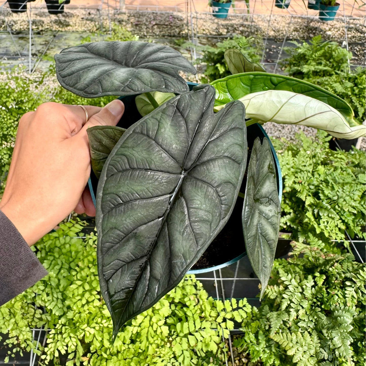 Alocasia baginda 'Dragon Scale'